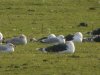 Caspian Gull at Canvey Wick (Steve Arlow) (143596 bytes)